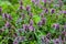 A lot of catnip. A closeup of a meadow completely overgrown with catnip