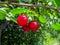 A lot of cherry fruit laid out on a metal surface - a beautiful saturated background with organic food. Red ripe juicy berries