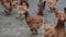 A lot of chickens walk in mud