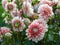 lot of chrysanthemums of white and medium size with white petals and red-orange-pink cores