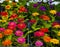 A lot of colorful garden flowers