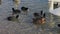 Lot of Coots