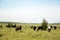 A lot of cows graze on the field in a sunny day