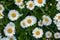 A lot of daisies and a few poppy flowers-top view