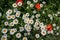 A lot of daisies and a few poppy flowers-top view