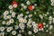 A lot of daisies and a few poppy flowers-top view