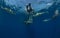 Lot of dangerous lemon sharks swim around scuba diver who want to run up on blue ocean background