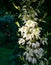 A lot of delicate white flowers Yucca filamentosa plant on sunlight. Beautiful big flowers known as Adamâ€™s needle and thread