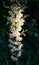 A lot of delicate white flowers Yucca filamentosa plant on sunlight. Beautiful big flowers known as Adamâ€™s needle and thread,