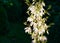 A lot of delicate white flowers Yucca filamentosa plant on sunlight. Beautiful big flowers known as Adamâ€™s needle and thread