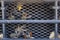 A lot died splattered insects on car`s protective radiator grille.