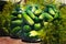 A lot of dill and cucumbers in jars. the process of canning cucumbers on a sunny day