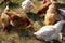 Lot of domestic birds chickens are grazing on countryside farmyard. Hens are pecking grains