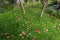 A lot of fallen apples on the grass in the courtyard of the house