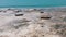 Lot of Fishing Boats Stuck in Sand off Coast at Low Tide, Zanzibar, Aerial View