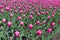 A lot of flowering bright pink tulips