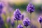 a lot of flowers are shown close up together in the sunlight