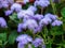 a lot of fluffy lilac flowers Ageratum in a flowerbed close up