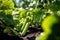 A_lot_of_fresh_beautiful_young_cucumbers_in_1690446788274_1