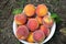 A lot of fresh and juicy peaches lie in a large iron plate lying on the ground