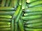 a lot of fresh long-fruited cucumbers