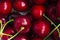 A lot of fresh sweet cherry fruit berries with water drops, close up. Pile of ripe cherries. Large collection of fresh red