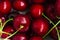 A lot of fresh sweet cherry fruit berries with water drops, close up. Pile of ripe cherries. Large collection of fresh red