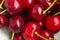 A lot of fresh sweet cherry fruit berries with water drops, close up. Pile of ripe cherries. Large collection of fresh red