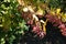 A lot of fruits on branch of barberry in autumn