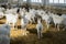 A lot of goats on a goat farm. Farm livestock of goat milk dairy products