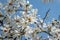 Lot of gorgeous white magnolia flowers in a blue sky. Like a flock of white butterflies!