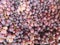 lot of grape fruit in a market, background and texture