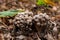 A lot of gray and brown mushrooms. A family of mushrooms in the