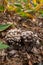 A lot of gray and brown mushrooms. A family of mushrooms in the grass and foliage