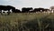 A lot of grazing horses galloping at pasture on the steppe at sunrise