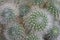A lot of green, fluffy flowering cactus closeup