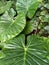 A lot of green fresh large Alocasia leaves on a background of green plants in the garden