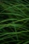 A lot of green grass stalks with long leaves with a soft focus. Herb, herbaceous background, beautiful herbal texture