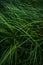 A lot of green grass stalks with long leaves with a soft focus. Herb, herbaceous background, beautiful herbal texture