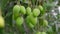 A lot of green mango fruits hang on a tree in the garden. Harvesting. Close to nature