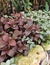 A lot of green and red, pink fresh Fittonia leaves on a background of green plants in the garden