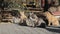 Lot of Homeless Cats are Sitting Together in a Public Park in Nature, Slow Motion