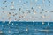 A lot of hungry seagulls on the sky and sea background
