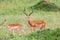 A lot of Impala antelopes in the grass landscape of the Kenyan savanna