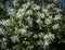 Lot of jasmine white flowers Philadelphus lewisii on the bush with a blurred background