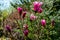 Lot of large pink flowers and buds Magnolia Susan Magnolia liliiflora x Magnolia stellata