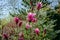 Lot of large pink flowers and buds Magnolia Susan Magnolia liliiflora x Magnolia stellata