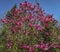 Lot of large pink flowers and buds Magnolia Susan Magnolia liliiflora x Magnolia stellata on a clear sunny day