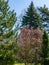 Lot of large pink flowers and buds Magnolia Susan Magnolia liliiflora x Magnolia stellata in the spring garden.