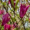 Lot of large pink flowers and buds Magnolia Susan Magnolia liliiflora x Magnolia stellata with young green leaves